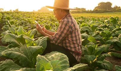 Agronegocios: el crédito ideal para tus actividades agrícolas y pecuarias.