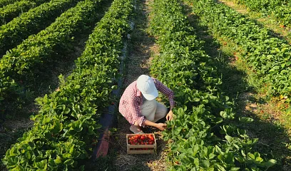 Apoyamos la agricultura del país acorde con el giro de su negocio.
