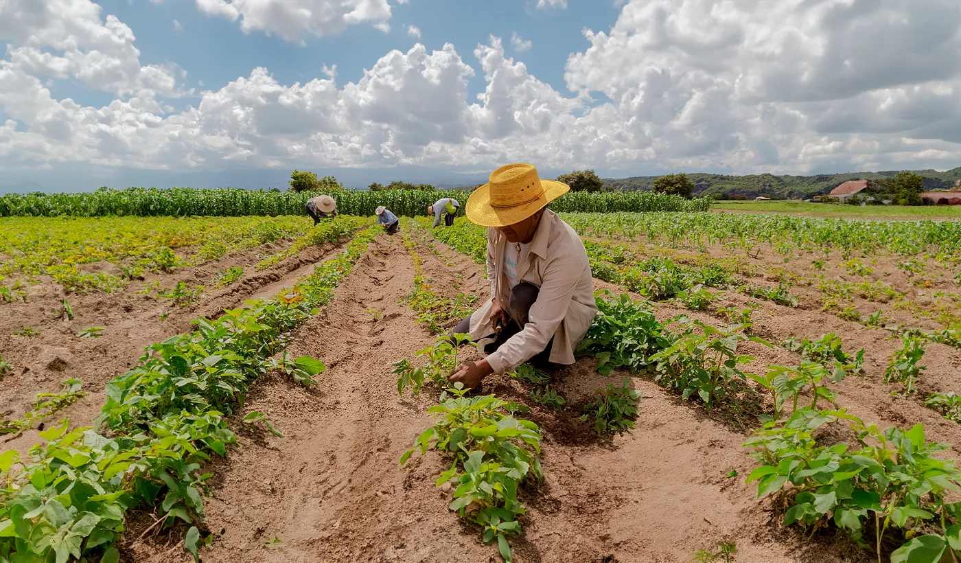Banco Pichincha impulsa la resiliencia del agro ante el Fenómeno del Niño